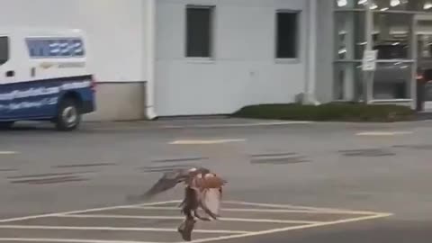 Hawk With Squirrel