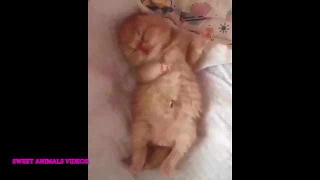 Cute animal playing video