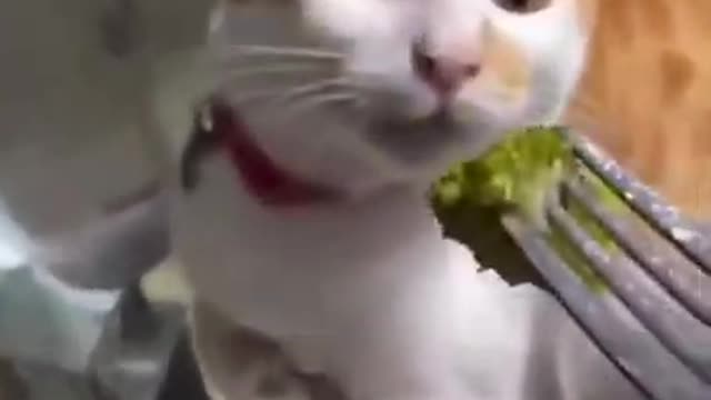 4.Cat and broccoli 😅 #shorts