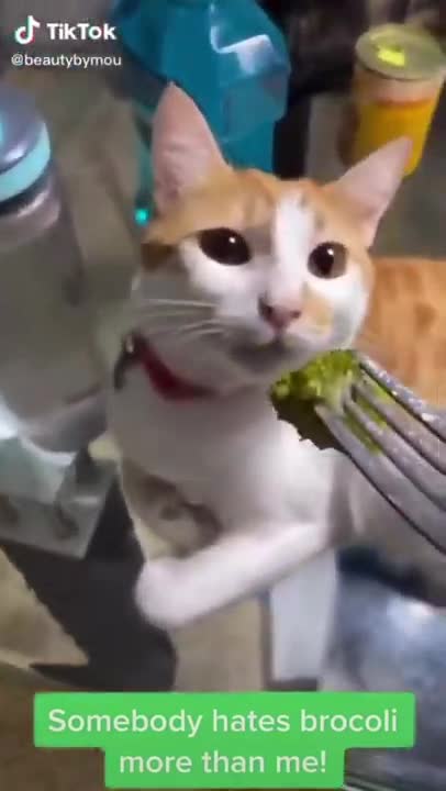 4.Cat and broccoli 😅 #shorts