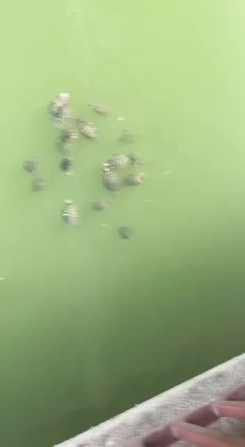 Feeding the turtles like fish