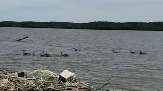 Geese on the Mississippi river in Iowa