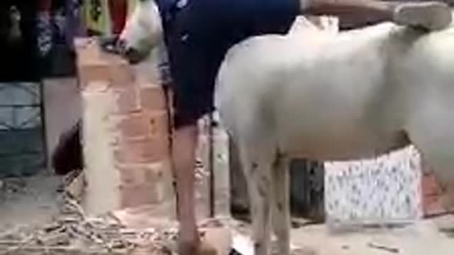 OH BOY,MAN FALLING FROM HORSE