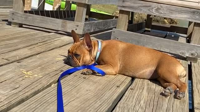 French Bulldog Receives Butterfly Kisses