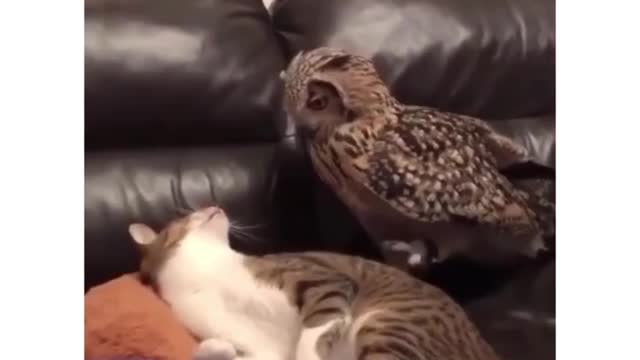 Hilarious Owls