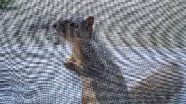 Polite Squirrel Waits for Its Morning Peanut