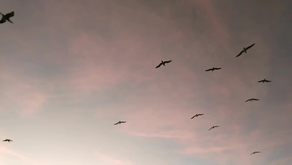 seagull flying in the sky