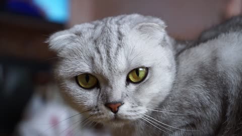 A Cat On The Floor Looking Curiously At The Camera