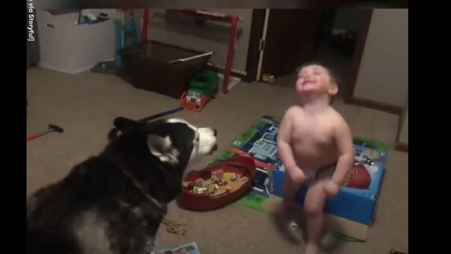 Toddler laughs as he and husky howl together