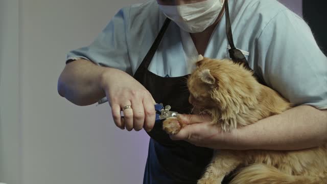 Clipping the cat nails