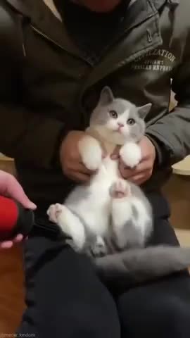 Watch the pets and their beauty 😍 😘