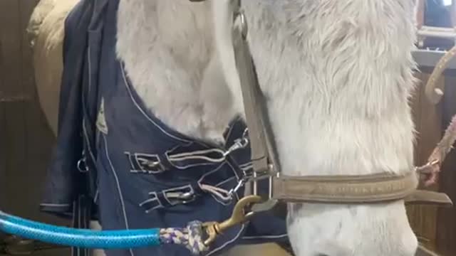 Mr. Pooh does not look happy due to injury