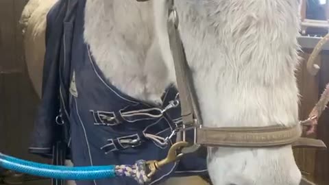 Mr. Pooh does not look happy due to injury