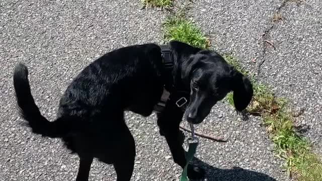 Dog Double Checks Whenever it Hears a Fart