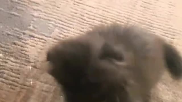 Cute Cat Plays With Me As Always Cute And Funny