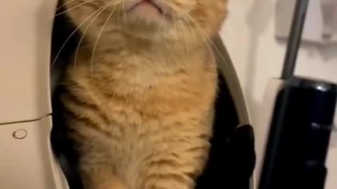 Cat Meowing