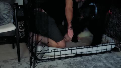 Get Out Of My Cage (Round 2)