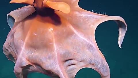 This octopus extends its tentacles to create a balloon-like shape