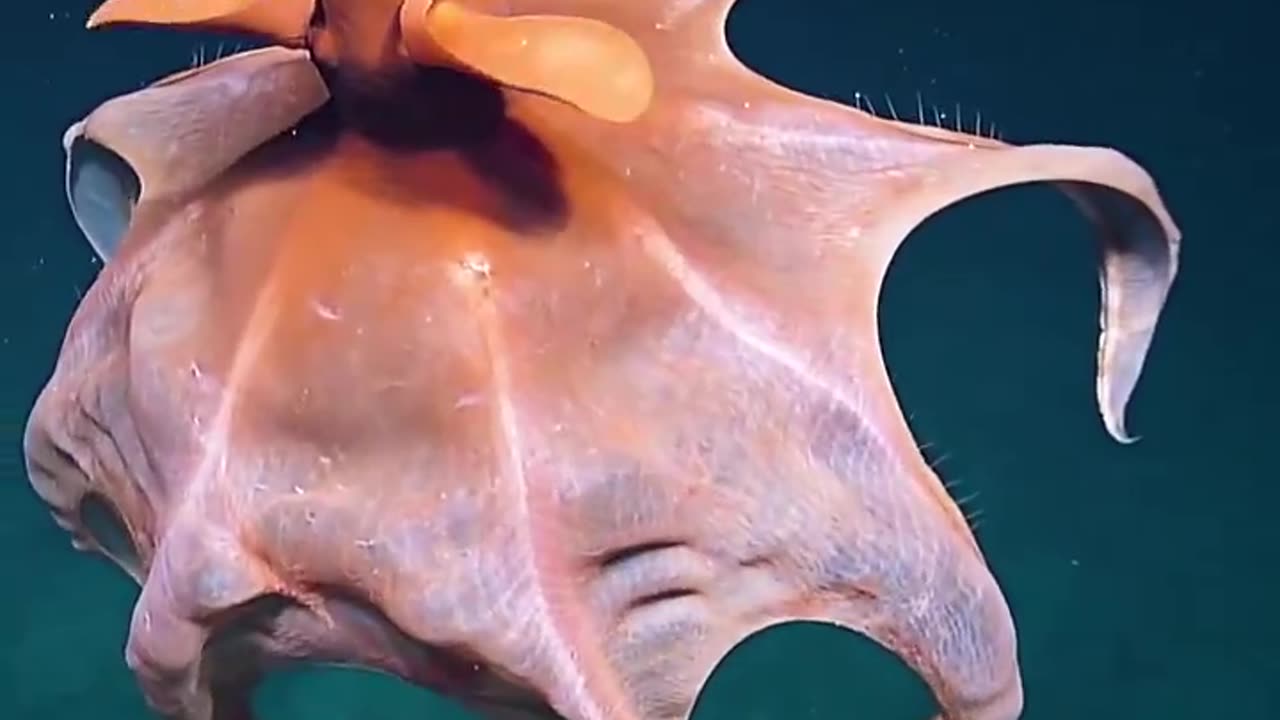 This octopus extends its tentacles to create a balloon-like shape