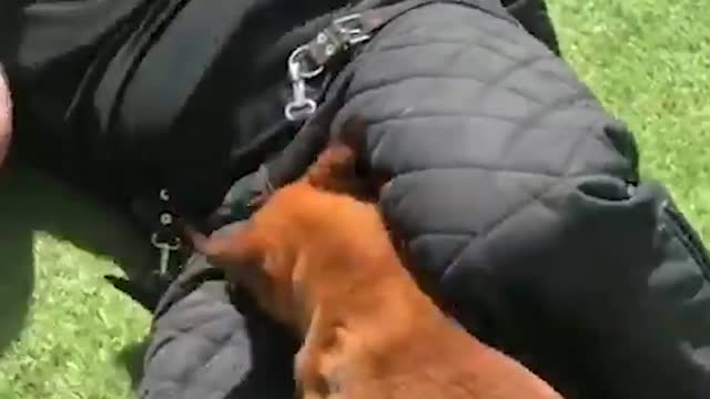 You Should Beware Of Animals