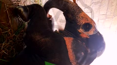 പാപ്പാനെ പ്രണയിക്കുന്ന ആനസുന്ദരി..