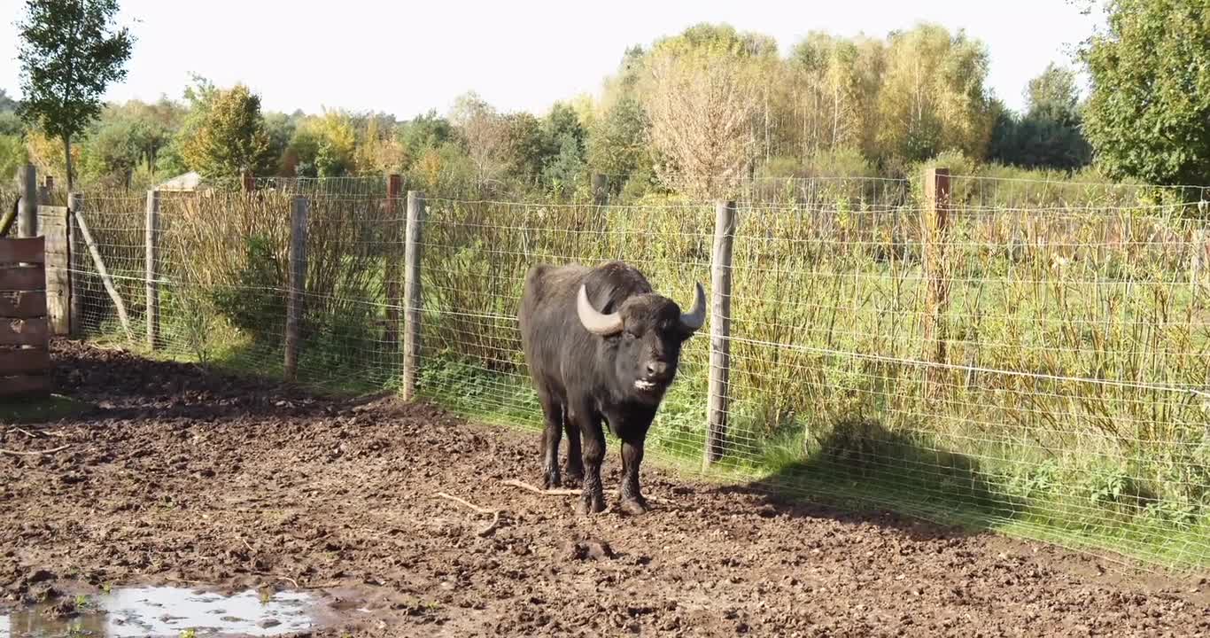 #Buffalo#Buffalo video#Animal#Animal video#