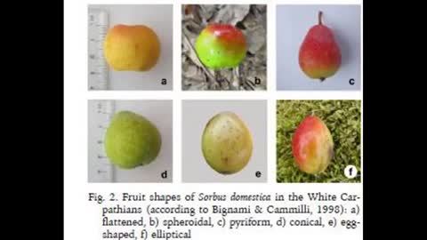 Odds and Ends Part 5 Jojoba, Service Tree, Kakadu Plum and Māori Potatoes Domestication