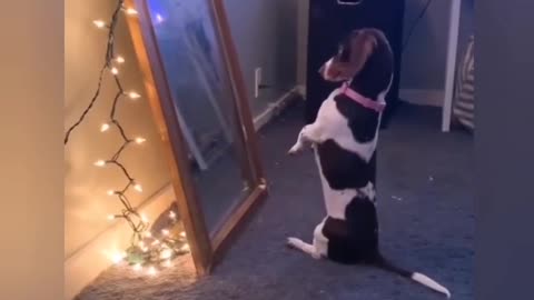 PUP ADMIRING 😚IT’S SELF IN MIRROR