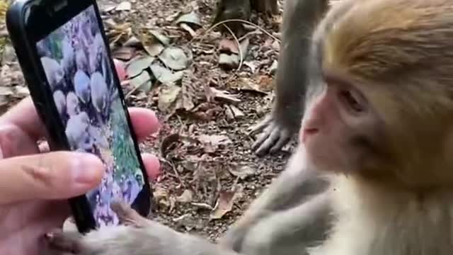 Monkey watching video