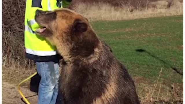 RUSSIAN MAN GIVES BROWN BEAR A SHOWER