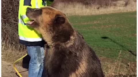 RUSSIAN MAN GIVES BROWN BEAR A SHOWER