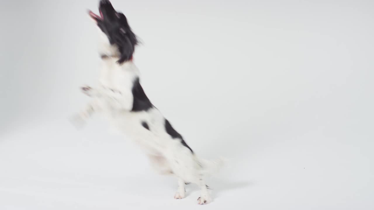 Long Shot of Dog Catching Ball