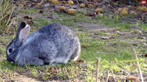 Rabbit Body Language Explained