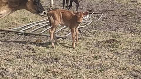 Mother and Calf Video 1