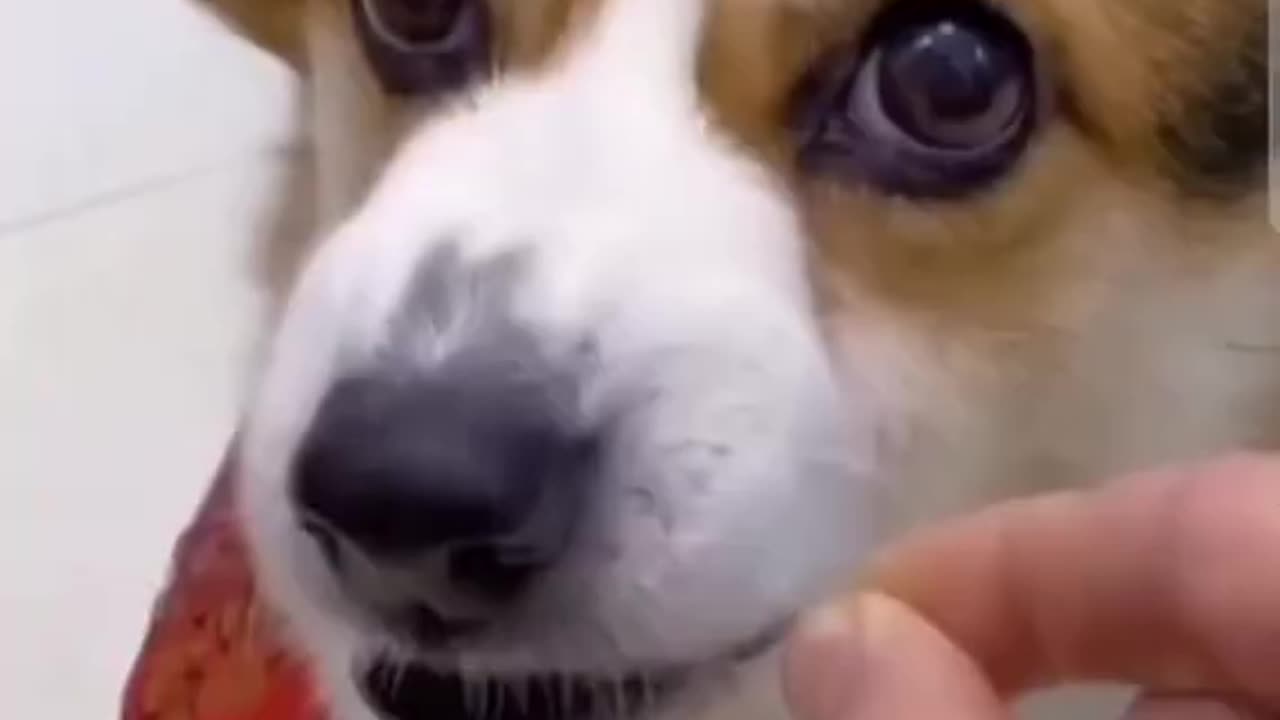 Angry Corgi