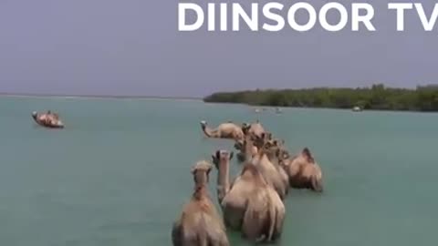 Camel swimming