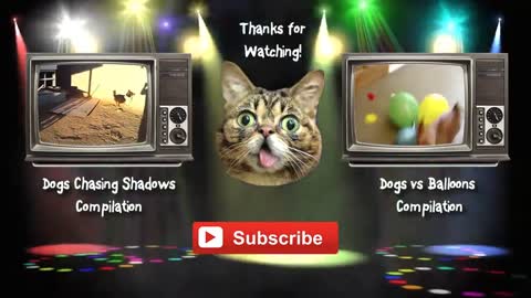 Funny Cats vs Balloons Compilation 2014 Jack the Cat