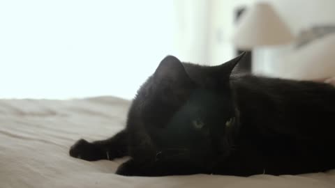 Black Cat Sitting on a White Bed - Funny and Cute Cat Life