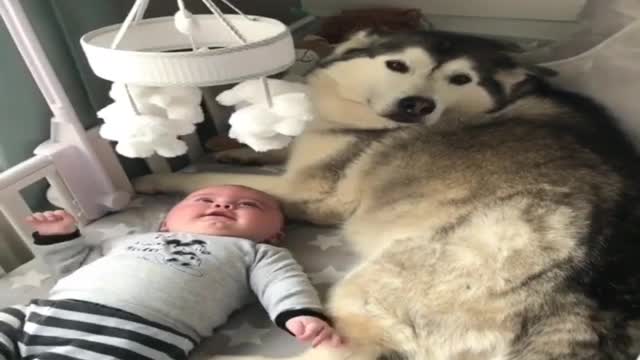 Dogs take care of babies at home.