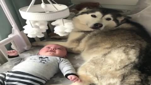 Dogs take care of babies at home.