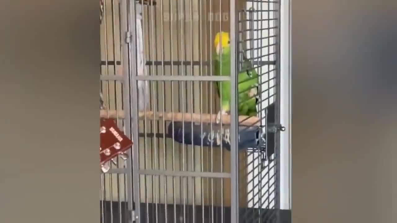 Smart And Funny Parrots Parrot Talking Videos Compilation P1 Super Dogsp11