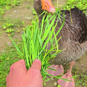 Wild goose fed by hand / beautiful animal fed with grass.
