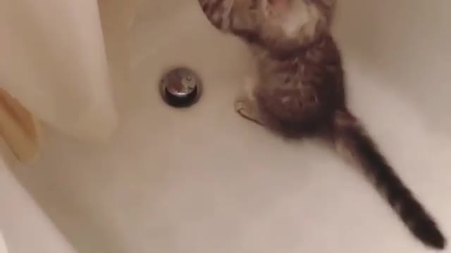 the cat likes to play with bath ball