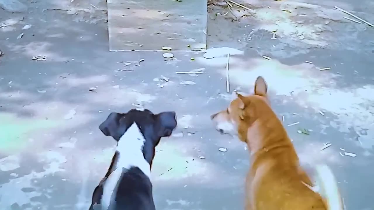 Dog mirror prank shorts