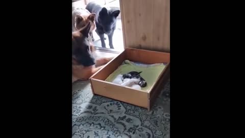 Funny Cat 😺😂😂😂 video