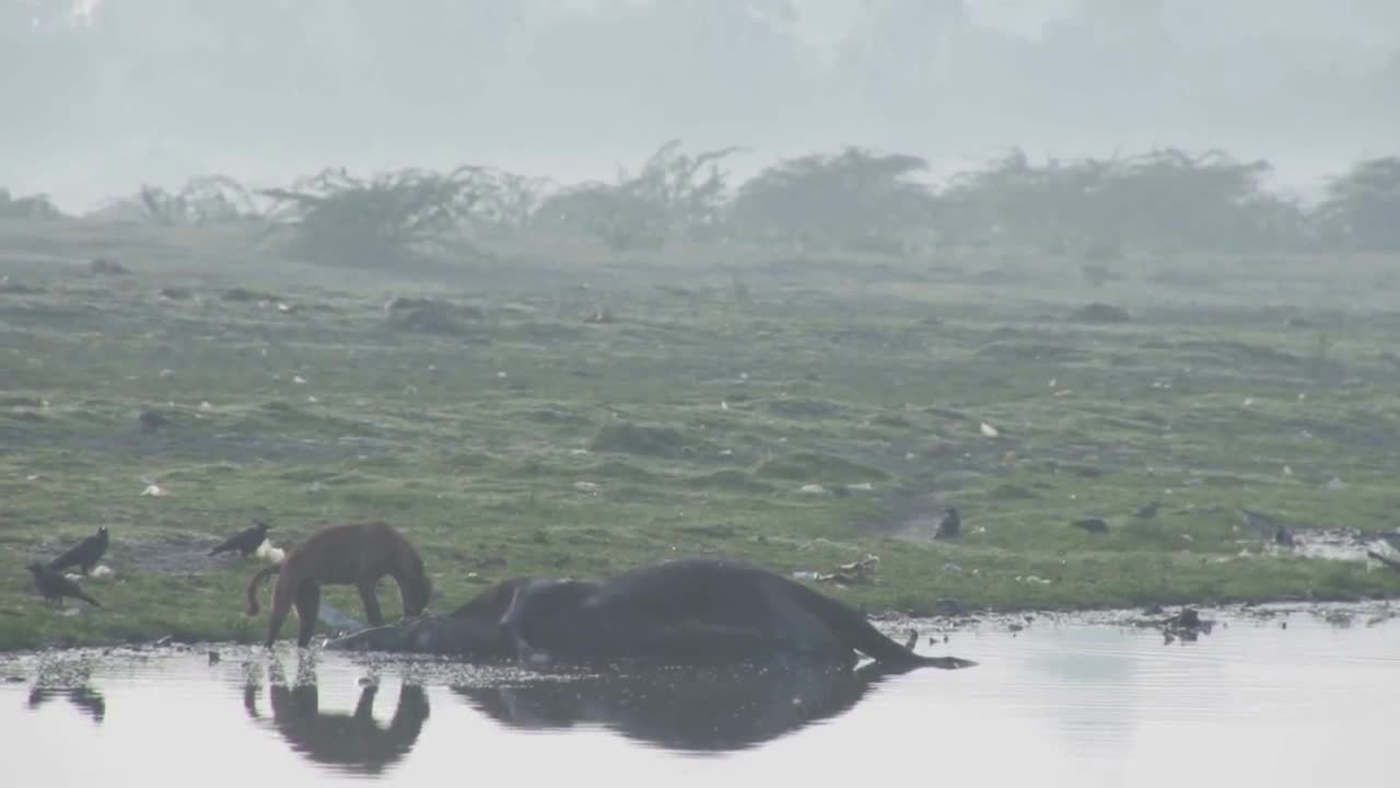 Dog Eating Dead Buffalo