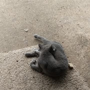 Sweet kitten with hurt foot