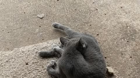 Sweet kitten with hurt foot