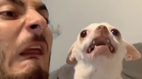 Man provokes a chihuahua