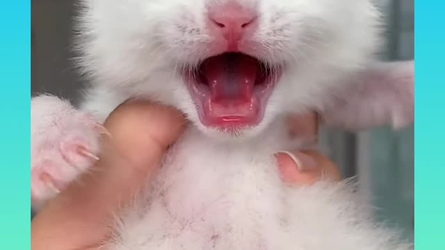 27_ Cute and Funny Cat Videos Compilation _#short